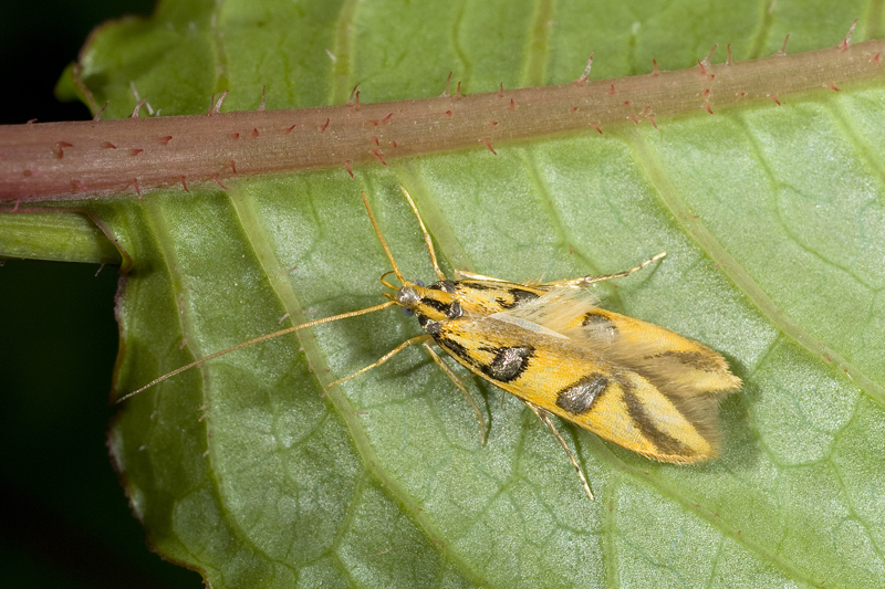 物種:Issikiopteryx taipingensis 攝影:吳士緯